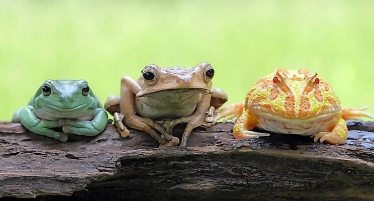 Цікаві факти про земноводних: відкрийте таємниці дивовижних істот