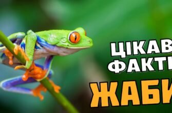 Цікаві факти про жаб: невідомі подробиці життя земноводних