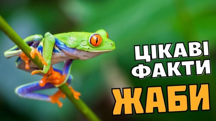 Цікаві факти про жаб: невідомі подробиці життя земноводних