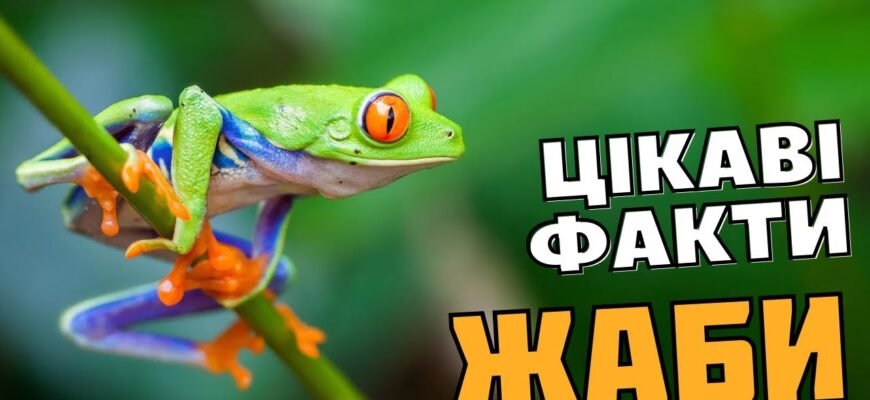 Цікаві факти про жаб: невідомі подробиці життя земноводних