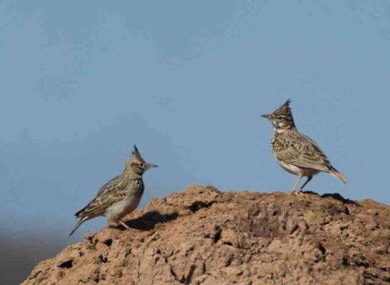 Цікаві факти про жайворонків: Розкриття таємниць небесних співунів
