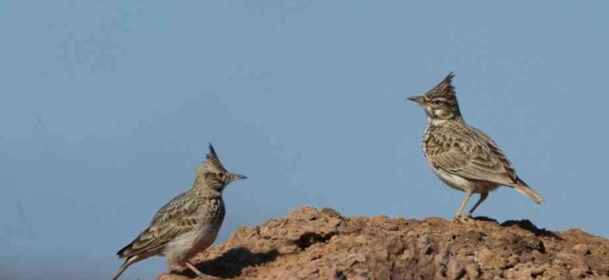Цікаві факти про жайворонків: Розкриття таємниць небесних співунів Цікаві факти про жайворонків: Розкриття таємниць небесних співунів