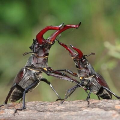 Цікаві факти про жука-оленя: унікальні особливості та навички комахи