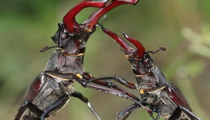 Цікаві факти про жука-оленя: унікальні особливості та навички комахи