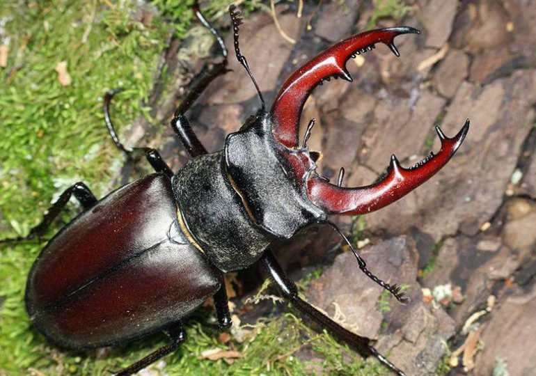 Жук-олень у місті: 8 фактів про рогатих - Вікенд