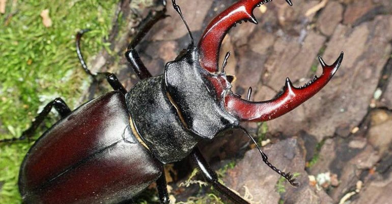 Цікаві факти про жука-оленя: унікальні особливості та поведінка Цікаві факти про жука-оленя: унікальні особливості та поведінка