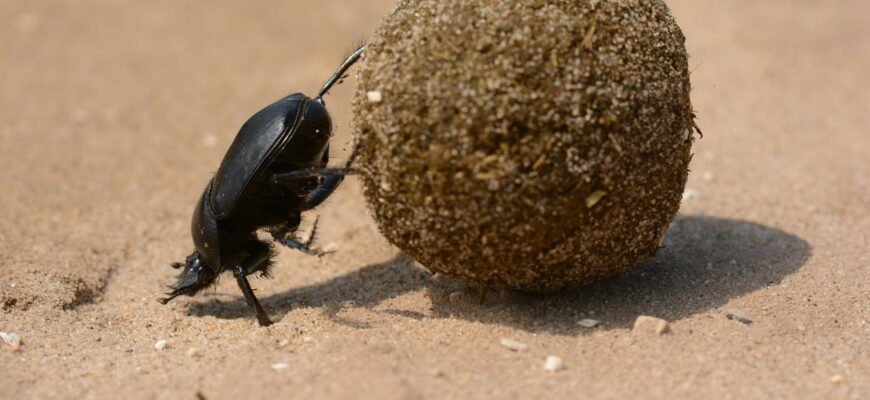 Цікаві факти про жука скарабея: символи, звички та середовище життя Цікаві факти про жука скарабея: символи, звички та середовище життя