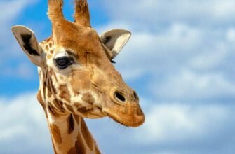Цікаві факти про жирафів: неймовірні особливості найбільшої тварини світу
