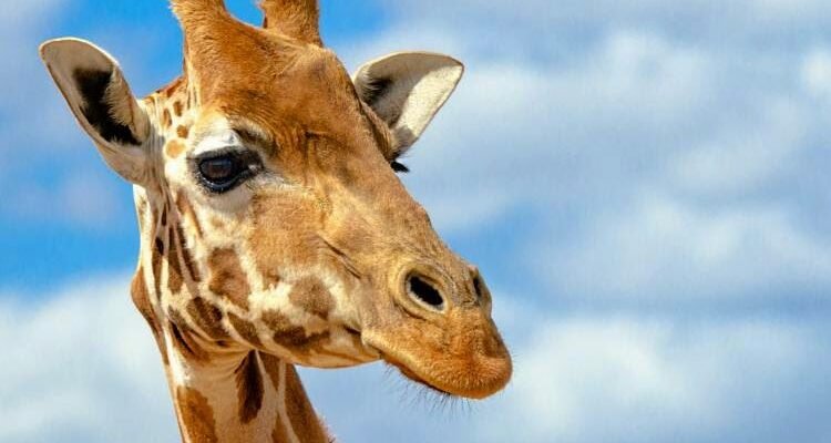 Цікаві факти про жирафів: неймовірні особливості найбільшої тварини світу