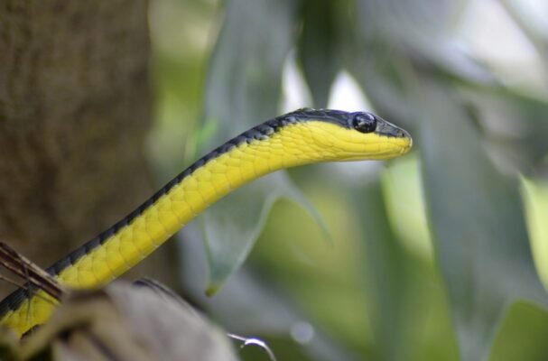 Цікаві факти про змій для дітей: пізнаємо світ рептилій разом!