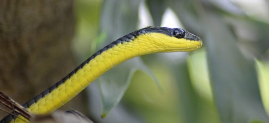 Цікаві факти про змій для дітей: пізнаємо світ рептилій разом!