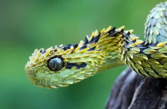 Цікаві факти про змій: відкрийте таємниці цих незвичайних створінь