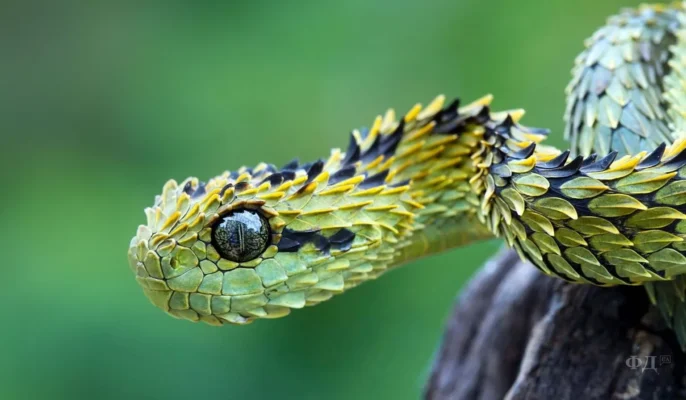 Цікаві факти про змій: відкрийте таємниці цих незвичайних створінь