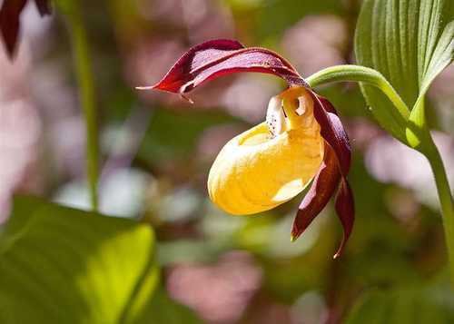 Цікаві факти про рослини України - Dovidka.biz.ua