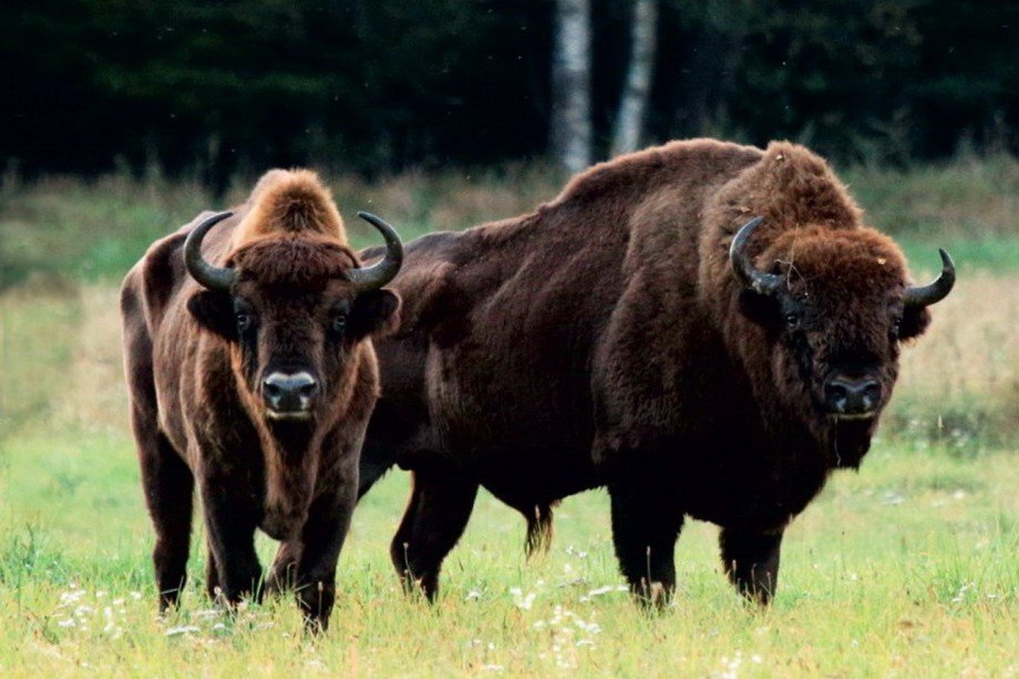 50 цікавих фактів про зубрів