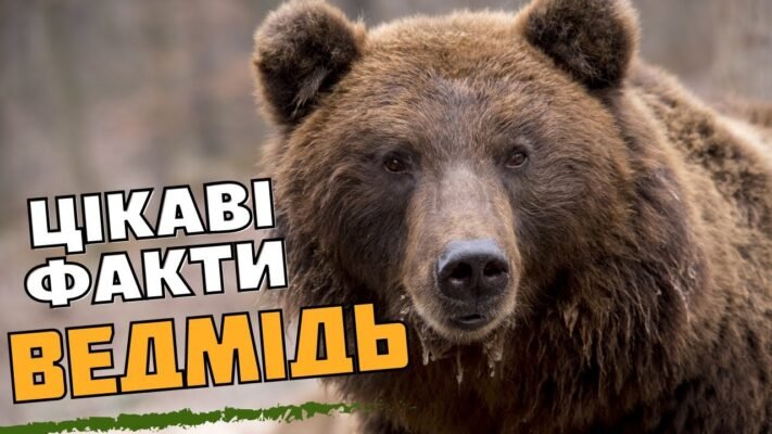 Цікаві факти: розкриваємо таємниці життя бурого ведмедя