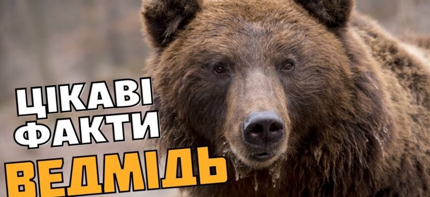 Цікаві факти: розкриваємо таємниці життя бурого ведмедя