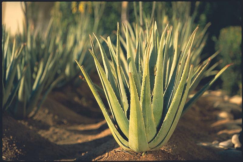 Алое (столітник) – лікувальні властивості, догляд, види з фото