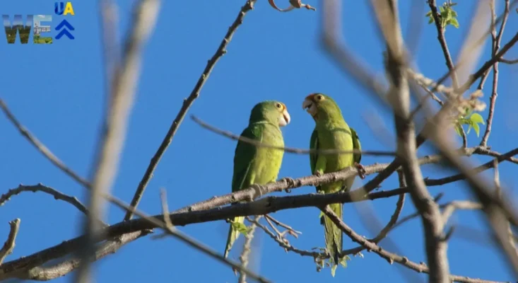 Цікаві факти: як тварини спілкуються між собою у дикій природі