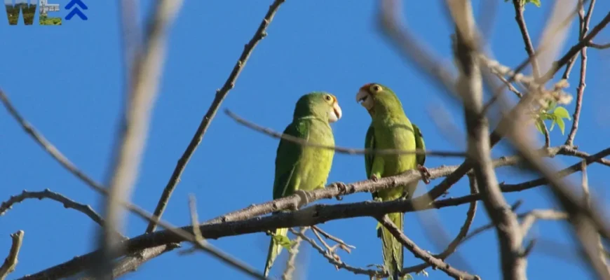 Цікаві факти: як тварини спілкуються між собою у дикій природі