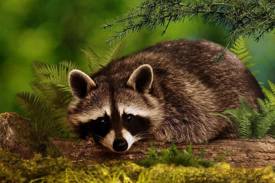 Чому сороки люблять блискуче – чи справді сороки розумніші за ворон