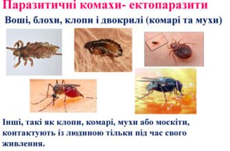 Цікаві комахи України: незвичайні види та їх особливості спостережень