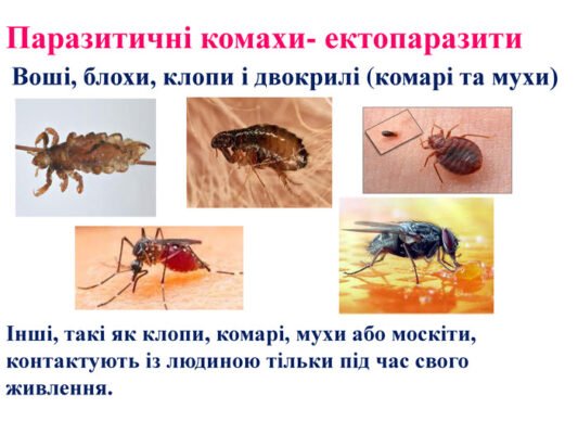 Цікаві комахи України: незвичайні види та їх особливості спостережень