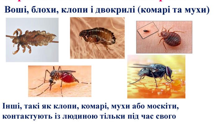 Цікаві комахи України: незвичайні види та їх особливості спостережень Цікаві комахи України: незвичайні види та їх особливості спостережень