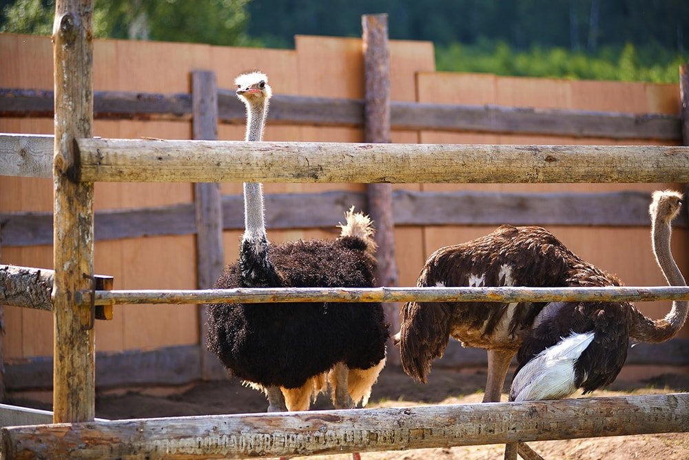 Що подивитись в Закарпатті. ТОП 15 місць, які варто відвідати