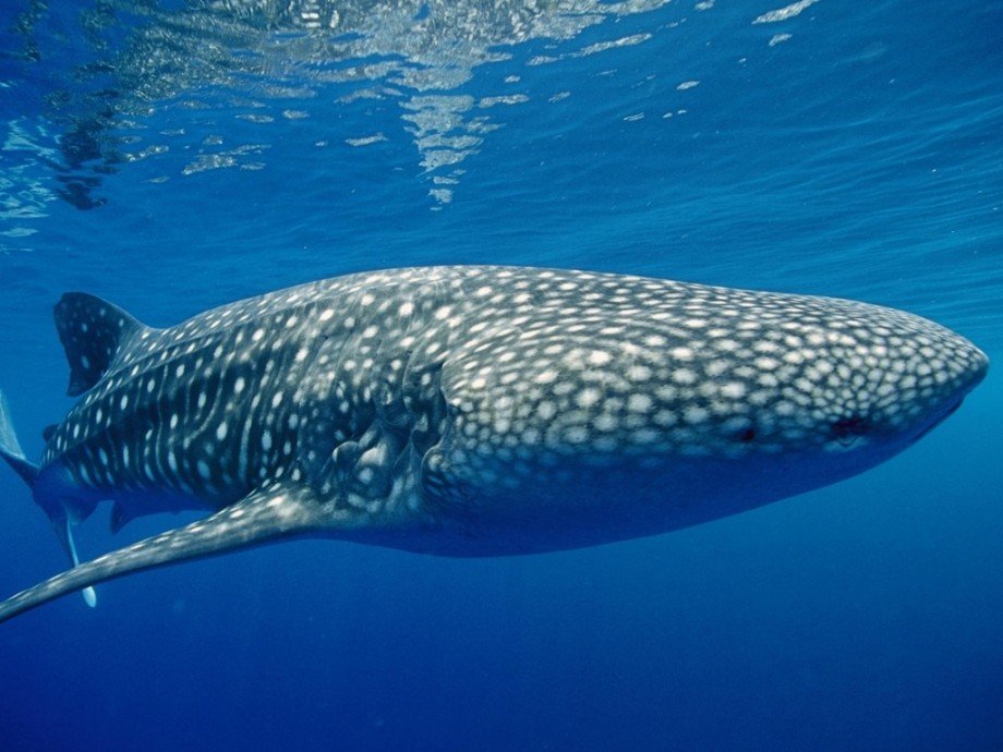 50 найбільш цікавих фактів про риб.