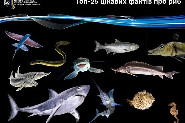 Цікаві риби: дивовижні факти та несподівані відкриття під водою