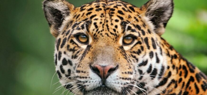 Цікаві та маловідомі факти про ягуара: природа і спосіб життя