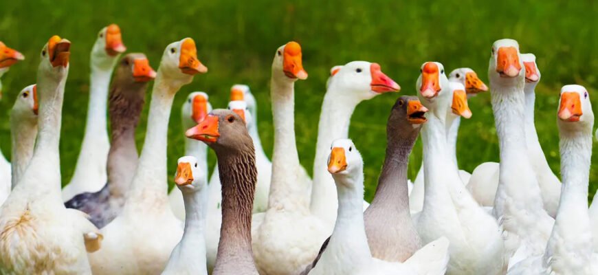 Цікаві та неймовірні факти про гусей, які вас здивують і зацікавлять