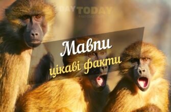 Цікаві та неймовірні факти про життя і звички різних видів мавп
