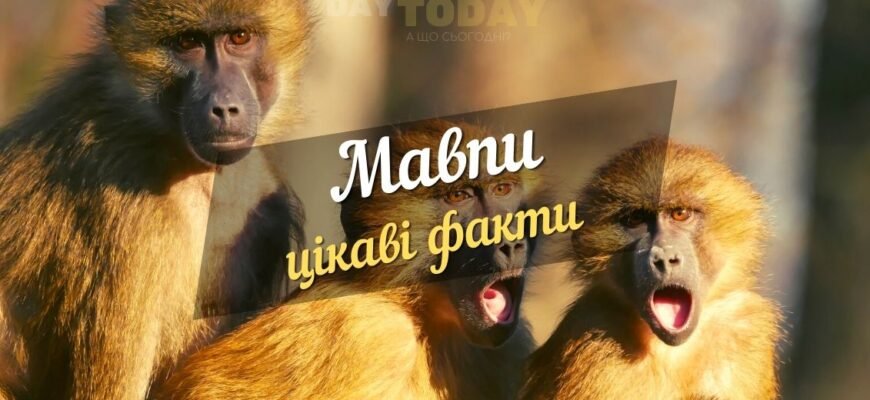 Цікаві та неймовірні факти про життя і звички різних видів мавп Цікаві та неймовірні факти про життя і звички різних видів мавп
