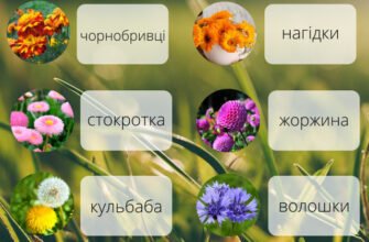 Цікаві та незвичні назви квітів: відомі й маловідомі приклади