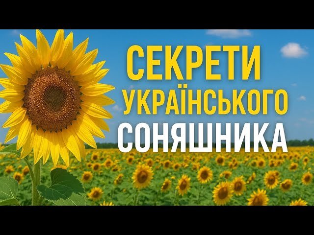 10 цікавих фактів про соняшник
