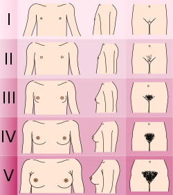В якому віці у дівчаток починає рости волосся на лобку: ключові факти
