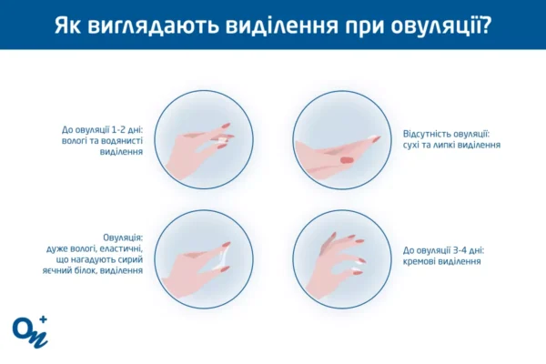 В якому віці зазвичай починається овуляція у дівчат: ключові факти