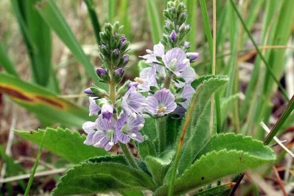Вероніка лікарська: лікувальні властивості та застосування в медицині