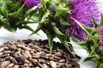 Відкрийте лікарські властивості насіння розторопші для здоров’я