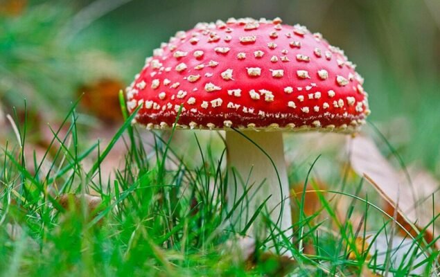 Властивості королівського мухомора: користь та застосування в медицині