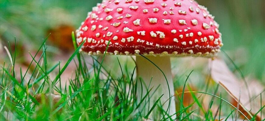 Властивості королівського мухомора: користь та застосування в медицині Властивості королівського мухомора: користь та застосування в медицині