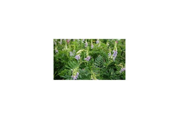 Властивості козлятника лікарського: користь для здоров’я та застосування