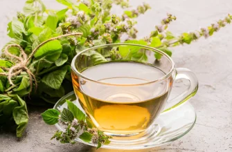 Властивості меліси: користь для здоров’я, застосування та ефекти