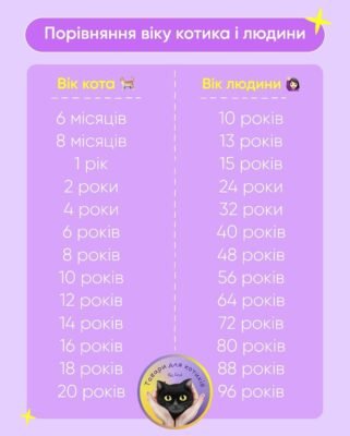 Як перетворити котячі роки: що означають 6 років для вашого кота?