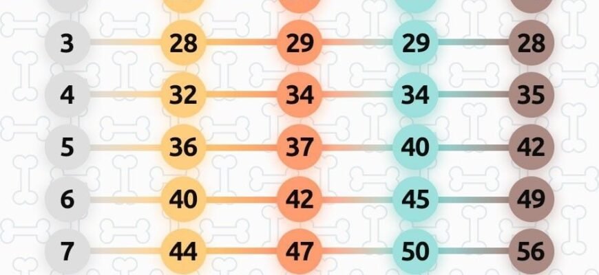 Як перевести 10 років собаки в людські: просте пояснення віку тварини Як перевести 10 років собаки в людські: просте пояснення віку тварини