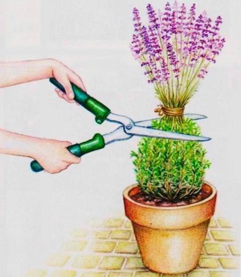 Як розмножити лаванду: прості способи в домашніх умовах