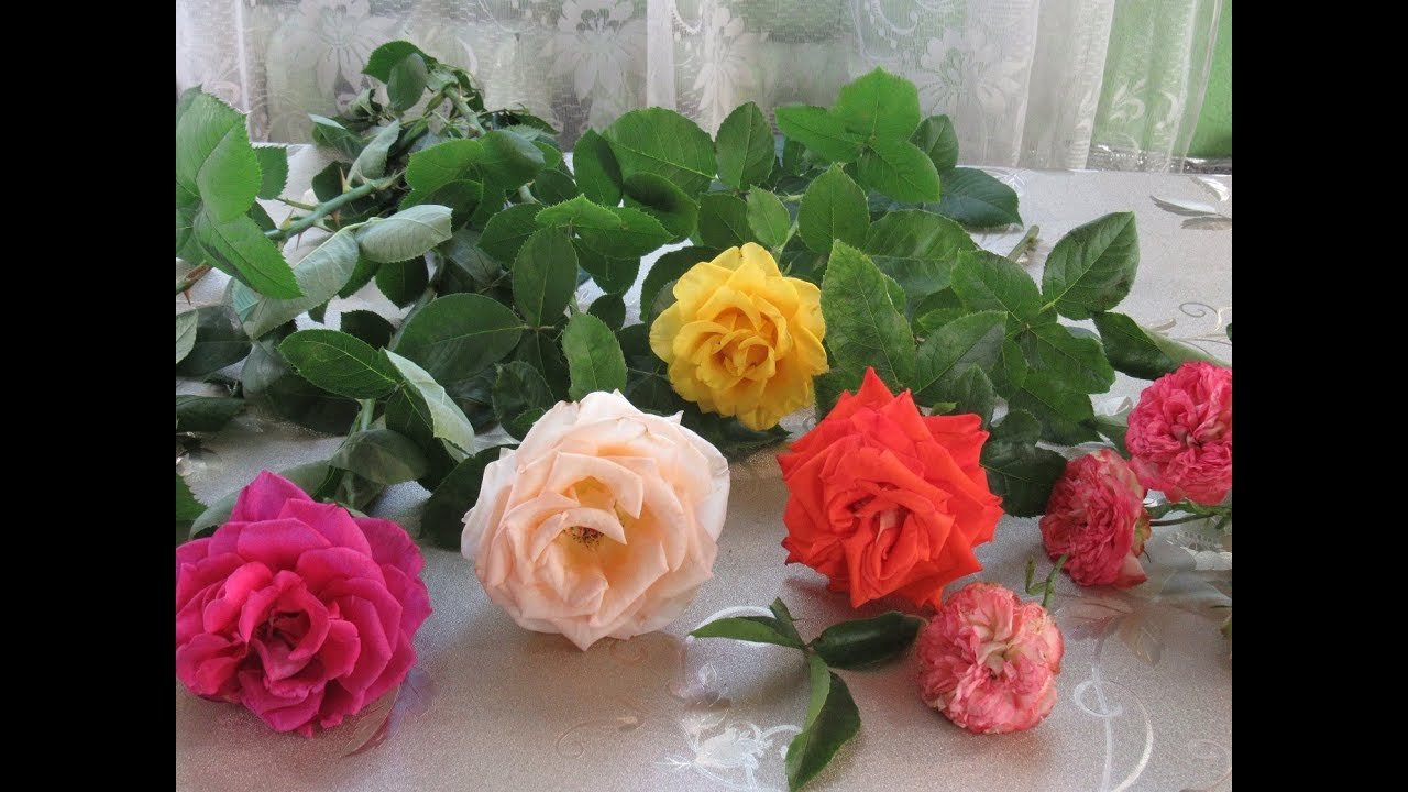 Як правильно виростити троянду з букету в домашніх умовах