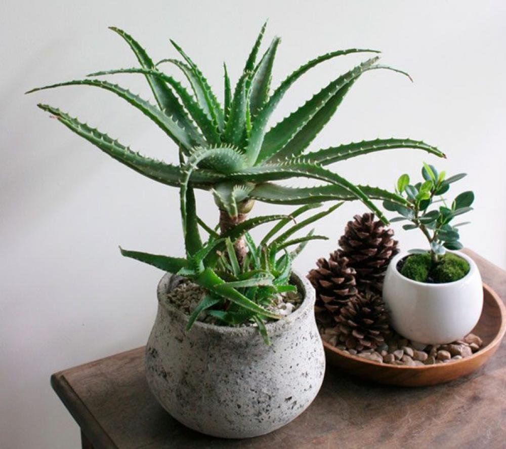 Як правильно їсти алое: Корисні поради та рекомендації для ...